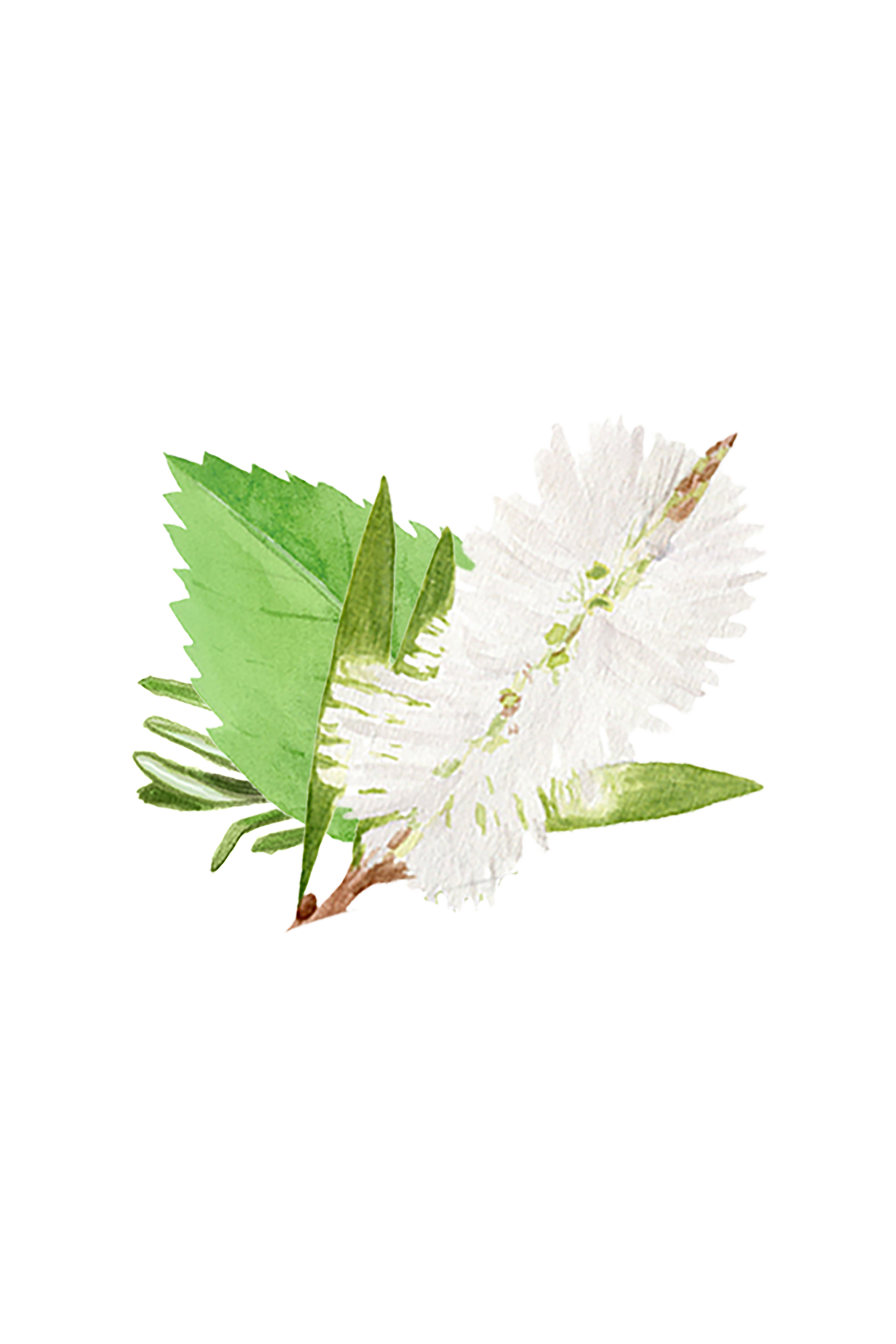 Rosemary, Mint & Tea Tree Essential Oil Blend